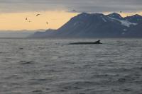 Icelandic whaling company announces intent to create iron supplements from meat