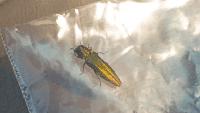 Emerald ash borer confirmed in Vancouver, first detection in Washington state