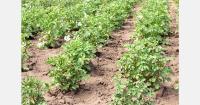 Water concerns grow ahead of potato planting in Cyprus