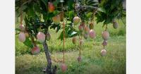 Mexican mango season expected to end before the end of the month