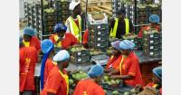 Senegalese mango industry reports higher export volumes, fruit fly compliance