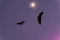 Spend a Fall Night Listening for Bats in Indiana