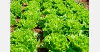 Cyclospora outbreak hits California lettuce demand