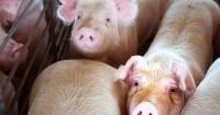 Safeguarding cross-border hog trade requires strong state-level ties, says Manitoba Pork's Cam Dahl