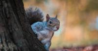 Tennessee sets free hunting day, 2026 squirrel season opener for Aug. 22