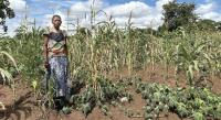 Malawi urged to rethink farm input strategy ahead of El Niño threat