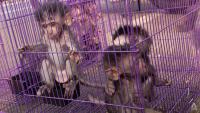 Indonesia’s renewed macaque export push pits research demand against conservation concerns