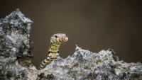 Endangered Mexican alligator lizards allegedly found in suitcase at Tokyo airport