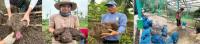 Searca highlights climate-resilient farming, promising ube varieties