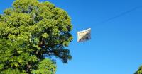 Protest to save cottonwoods from border wall now spans both sides of Arizona-Sonora divide