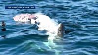 'National Geographic moment': Researcher discusses significance of Portsmouth shark sighting