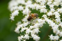 Oregon Gets Funding To Help Pollinators Along Roadways