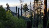 U.S. Forest Service proposes removing a rule that prohibited road construction and logging in national forests