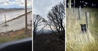AROUND WYOMING: Rollover Crash, Black Bear Sighting and Weiser Knoll Fire Update!