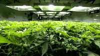 Nebraska medical cannabis panel hears pleas from families still waiting for access