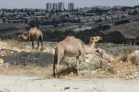 UK summons Israeli envoy over West Bank settlement project