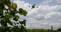 Brussels is giving drones a new mission: Killing bugs