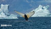 Giant whales move into Greenland waters as ice disappears