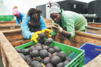 Zero-tariff policy boosts Sino-Kenyan trade, spurs industrial value addition