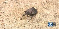 Spotted lanternflies spread across Connecticut as officials seek solution
