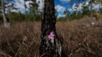 Water woes: In SW Florida drought persists even during rainy season