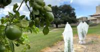 New citrus groves at Florida Southern aims to help industry decline