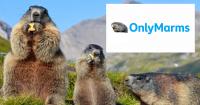Scientists Unexpectedly Raise $100K for Marmot Research With OnlyFans and Crypto