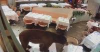 Colorado Parks and Wildlife works to protect humans, bears amid record high interactions
