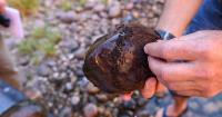 Self-cloning invasive snails discovered in Northern Colorado lake