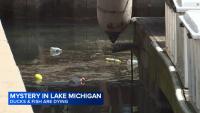Dead ducks, fish at downtown Chicago harbor prompt calls for investigation