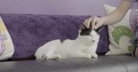 Newly opened New Orleans cat lounge temporarily closes due to ringworm