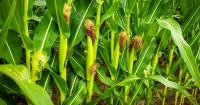 Scientists discover how to make plants absorb more nitrogen