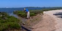 ‘Vibrio vulnificus is in Charleston Harbor ’: Charleston researchers track bacteria, what doctors warn
