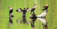 Public Invited to Share Observations of Double-Crested Cormorants' Impact in New York