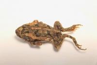 DoA intercepts invasive cane toad