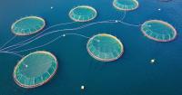 ‘Sea lice just the start’: AquaNab bets on nanoantibody platform to address disease challenges