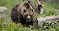 Idaho Attorney General calls for grizzly bears to be removed from the Endangered Species List