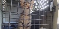 Hawaii Humane Society looks to reunite lost pets during Lala