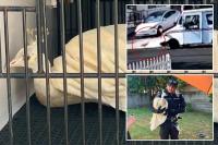 LA mailman caught attacking beloved neighborhood peacock — sparking fury from locals