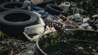 Public Health Inspectors withdraw from dengue control duties island-wide