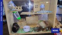 NGO PETA Asia offers HK$50,000 reward for info about suspected hamster abuse