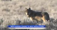 Montana wolf harvest decision sets 300-animal statewide limit