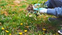 Say goodbye to weeds: the 39-cent weed killer alternative hiding in your laundry cupboard