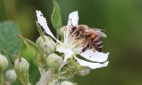 Scientists urge British gardeners to let weeds grow this summer - to help feed struggling honeybees