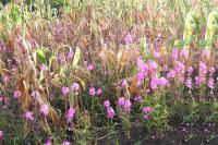 NGO launches campaign to empower farmers to fight Striga 