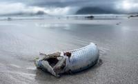South Africa: Mass Sardine Die-Off - New Threat to African Penguins?