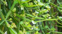 Scientists confirm traditional African plant that fights worm infections safely