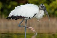 Florida couple buys 45-acre swamp to protect land. Now 275 wood storks Live there and are no longer endangered