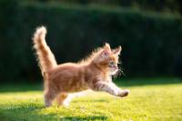 7 Maine Coon Kittens Get the Zoomies at Once, and It's the Cutest Chaos