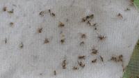 Dangerous mosquito-borne disease confirmed in Michigan